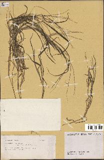 spécimen de Digitaria sp.