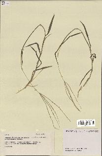 spécimen de Digitaria sp.