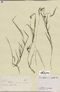 spécimen de Digitaria sp.