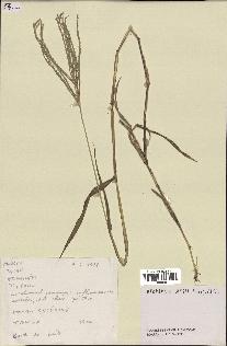 spécimen de Digitaria sp.