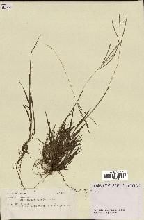 spécimen de Digitaria sp.