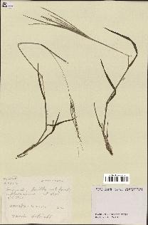 spécimen de Digitaria sp.
