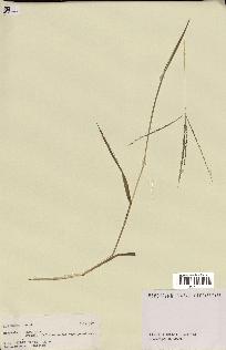 spécimen de Digitaria sp.