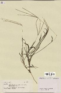 spécimen de Digitaria sp.