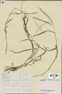 spécimen de Digitaria sp.