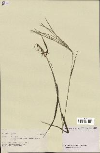 spécimen de Digitaria sp.