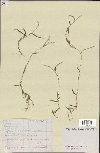 spécimen de Digitaria sp.