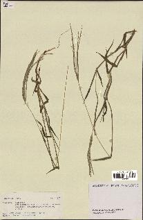 spécimen de Digitaria sp.