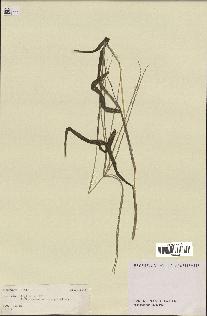 spécimen de Digitaria sp.
