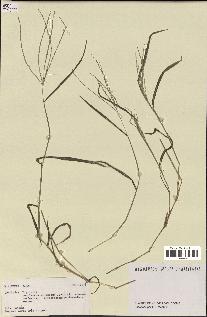 spécimen de Digitaria sp.