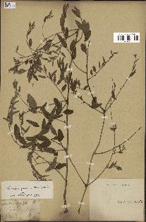spécimen de Cocculus pendulus
