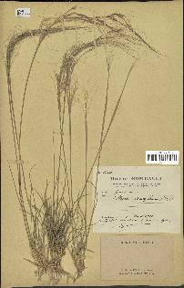 spécimen de Stipa parviflora