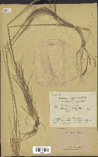 spécimen de Stipa parviflora