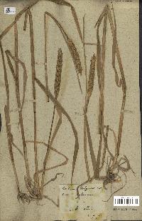 spécimen de Triticum vulgare