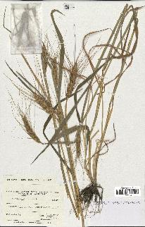 spécimen de Triticum aestivum