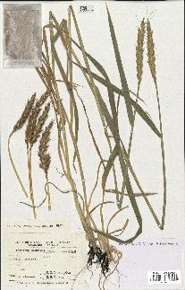 spécimen de Triticum aestivum