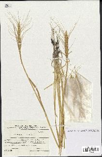 spécimen de Triticum aestivum