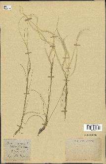 spécimen de Stipa pennata