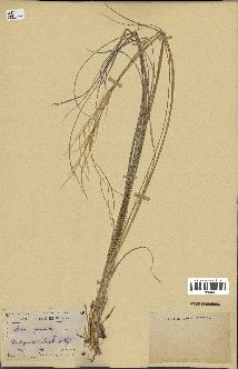 spécimen de Stipa pennata