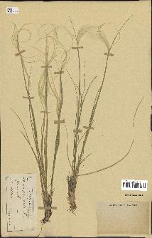 spécimen de Stipa pennata