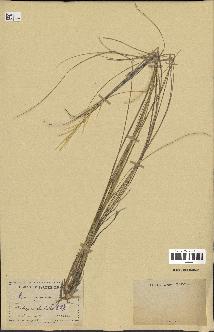 spécimen de Stipa pennata