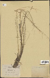 spécimen de Stipa pennata