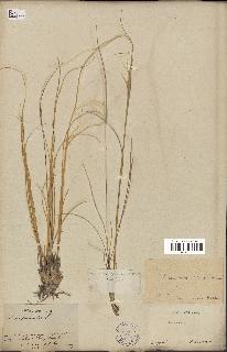 spécimen de Stipa pennata