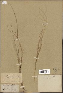 spécimen de Stipa pennata