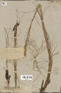 spécimen de Stipa pennata