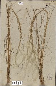 spécimen de Stipa pennata