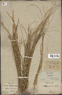 spécimen de Stipa pennata