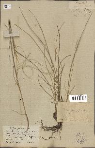 spécimen de Stipa pennata