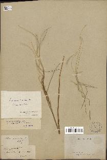 spécimen de Stipa pennata