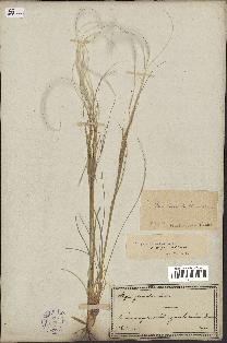 spécimen de Stipa pennata