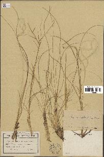 spécimen de Stipa pennata