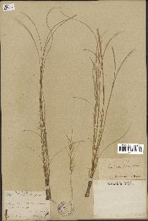 spécimen de Stipa pennata