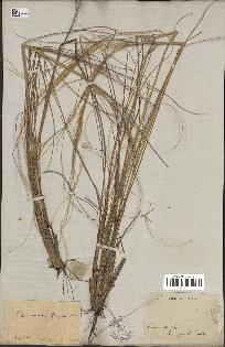 spécimen de Stipa pennata