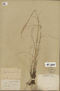 spécimen de Stipa pennata