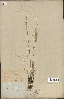 spécimen de Stipa pennata