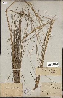 spécimen de Stipa pennata