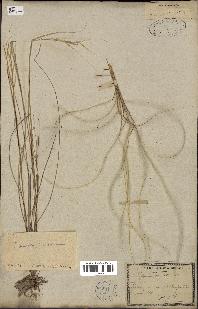 spécimen de Stipa pennata