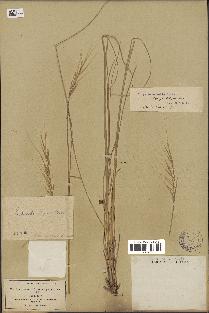 spécimen de Stipa pennata