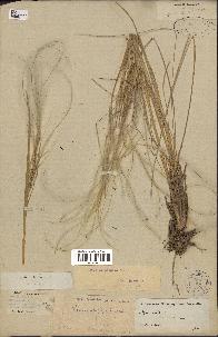 spécimen de Stipa pennata