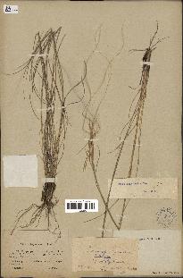 spécimen de Stipa pennata