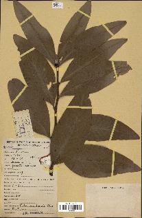 spécimen de Protea madiensis