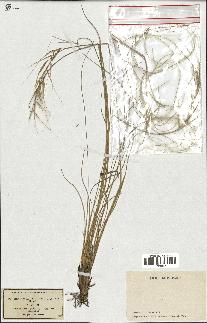 spécimen de Stipa pennata