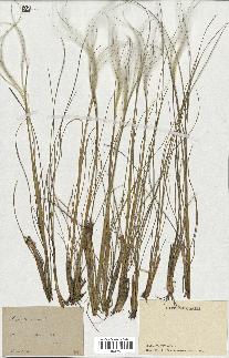 spécimen de Stipa pennata