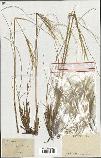 spécimen de Stipa pennata