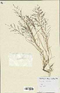 spécimen de Eragrostis pectinacea