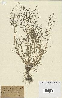 spécimen de Eragrostis pectinacea